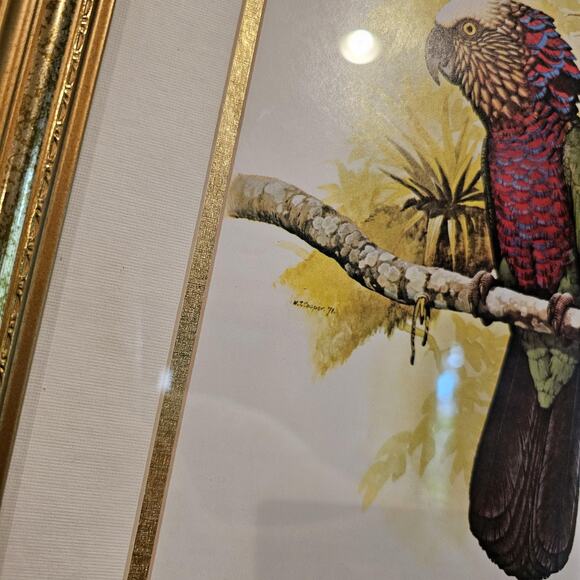 1978 William T Cooper Hawk Headed Parrot Illustration In Vintage Frame - Picture 4 of 4